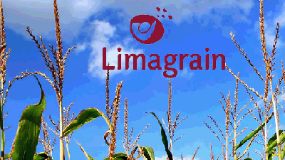 Насіння кукурудзи Limagrain ( Лімагрейн )