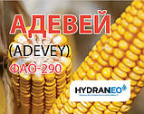 Насіння кукурудзи (Лімагран) Адевей (ФАО 290) Україна, фото 3