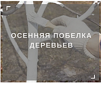 Правила проведення осіннього побіління стовбурів плодових дерев
