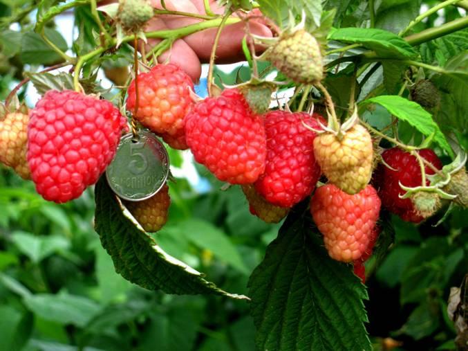 Малина " Дельбар Маніфік " ( середньо-рання ), фото 1