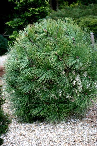 Сосна Джеффрі 'Джоппі' (Pinus jeffreyi 'Joppi')