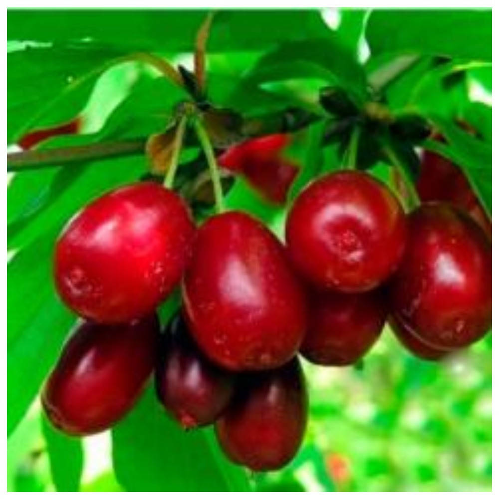 

Кизил Владимирский