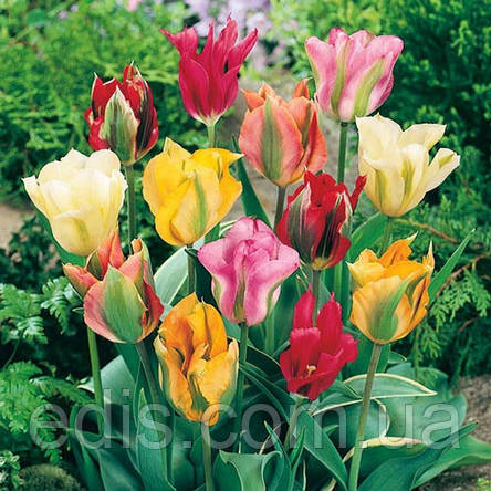 Тюльпан зеленоквітковий (вірідіфлора) суміш 9 цибулинки, фото 1