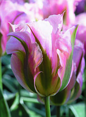 Тюльпан зеленоквітковий (вірідіфлора) суміш 9 цибулинки, фото 2