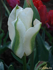 Тюльпан зеленоквітковий (вірідіфлора) суміш 9 цибулинки, фото 3