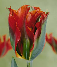 Тюльпан зеленоквітковий (вірідіфлора) суміш 9 цибулинки, фото 4