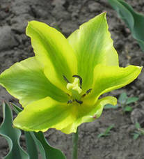 Тюльпан зеленоквітковий (вірідіфлора) суміш 9 цибулинки, фото 5