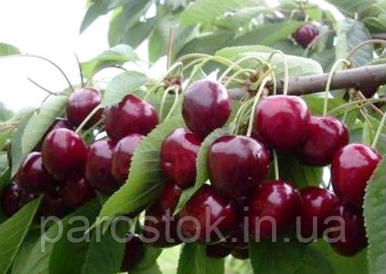 Черешня Кордія. (ввв/кр). Підщепа колт, фото 1