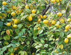 Саджанці айви сорт Лимонна