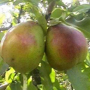 Груша Кучерянка (зимова), фото 1