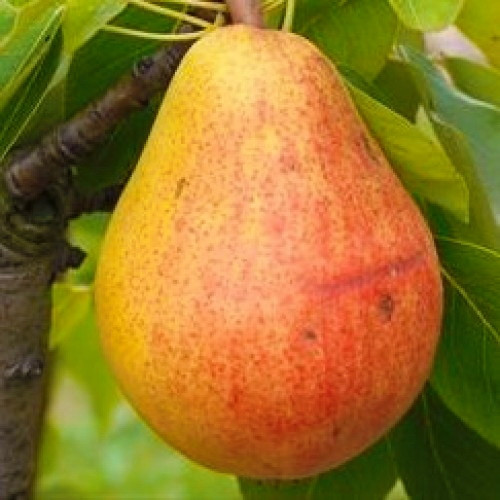 Груша Вільямс літній, Дюшес (річна), фото 1