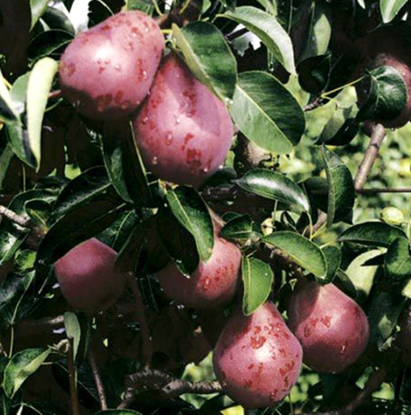 Груша Кармен (літня), фото 1