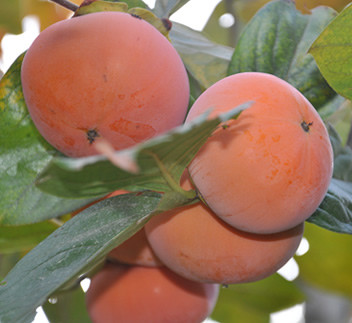 Хурма Джон Рік рання щеплена (вкс), фото 1