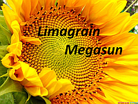 Насіння соняшника Мегасан Лімагрейн