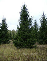 Ялина європейська (смерека) Р9