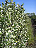 Саджанці іргі Amelanchier alnifolia (дворічний), фото 3