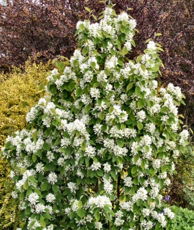 Саджанці іргі Amelanchier alnifolia (дворічний)