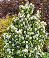 Саджанці іргі Amelanchier alnifolia (дворічний)