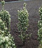 Саджанці іргі Amelanchier alnifolia (дворічний), фото 4