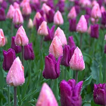 Арт-набір Пастель 9 цибулин тюльпанів