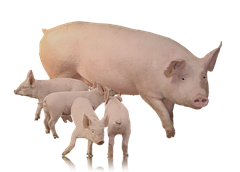 Годівниці для свиноматок