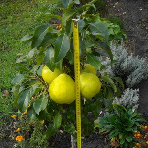 Груша колоноподібна Санремі (осіння), фото 1