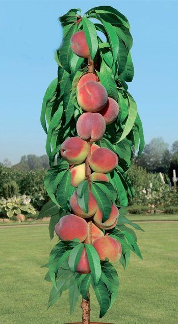 Персик колоноподібний Штайнберг (середньостиглий), фото 1
