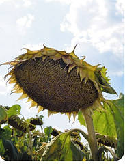 Альзан (ALFA Seeds)