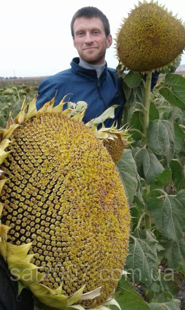 Купить семена подсолнечника НС Константин, Акционная цена и Условия ...