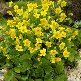 Вальдштейнія