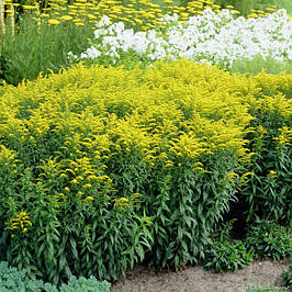 Золотушник