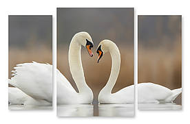 Модульна картина два білих лебедя