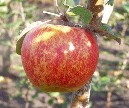 Саджанці яблуні сорт Аріва, зимова