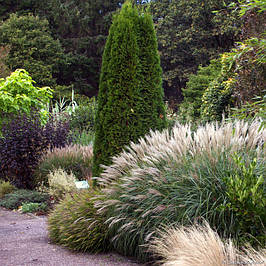 Міскантус китайський