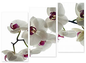 Модульна картина біла орхідея