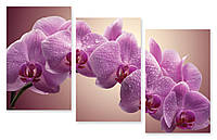 Модульная картина мокрая орхидея