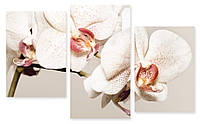 Модульная картина орхидея белая макро