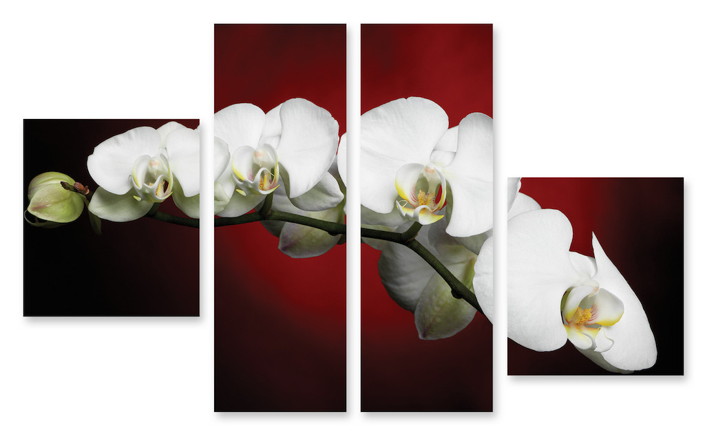 Модульная картина 3д орхидея белая - фото 1 - id-p597987558