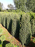 Ялівець звичайний Хіберніка (Juniperus communis Hibernica) 110-120 cm., фото 4
