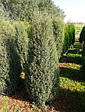 Ялівець звичайний Хіберніка (Juniperus communis Hibernica) 100-110 cm., фото 5