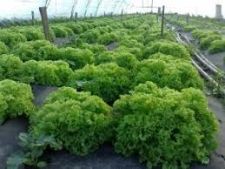 Насіння салату Леонора зелений 30 шт. Wing Seed