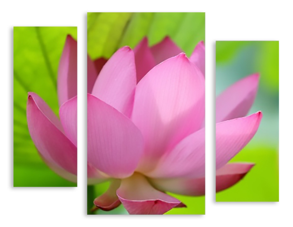Модульная картина 3д розовый цветок макро - фото 1 - id-p598539973
