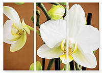 Модульная картина белые орхидеи макро