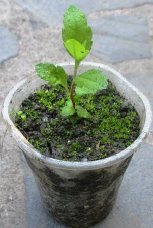 

Пираканта. Сеянец Оранж глов в контейнерах Д5.