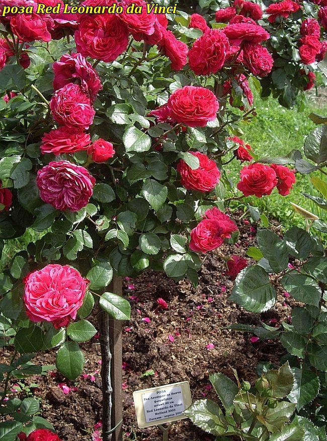 Троянда штамбова Red Leonardo da Vinci «Ред Леонардо Да Вінчі» -80см
