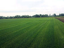 Рулонний газон Універсальний., фото 3