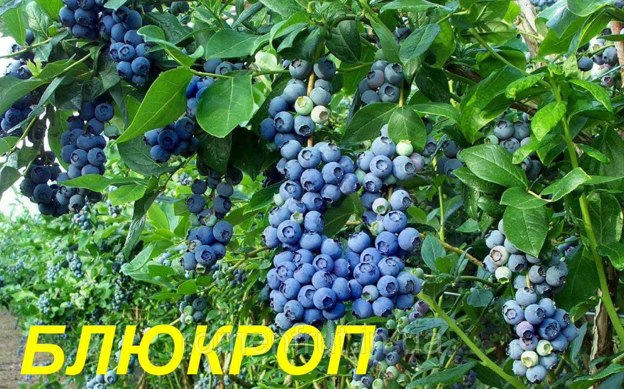 Чорниця "Блюкроп" (ЗКС) 5 р.