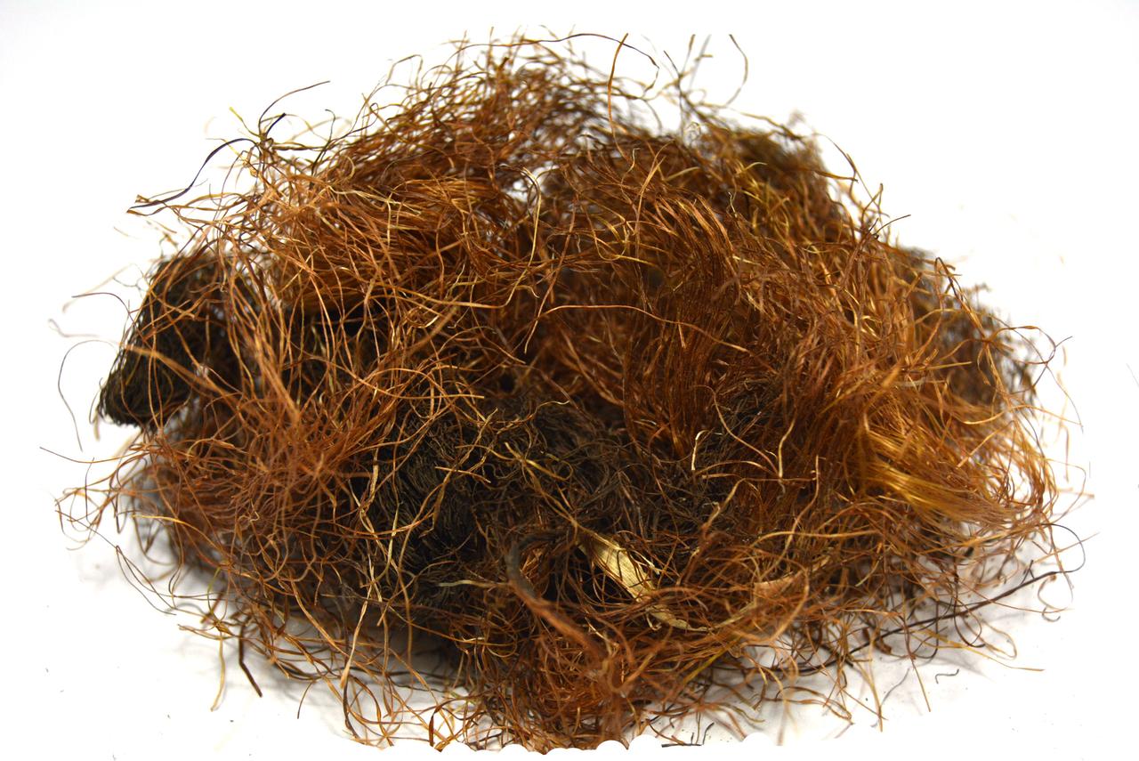 Кукурудзяні рильця