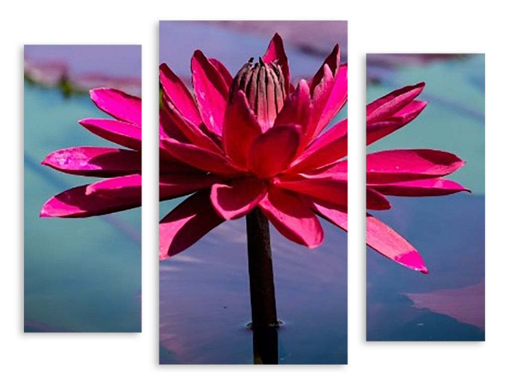 Модульная картина розовый цветок в воде - фото 1 - id-p599370567
