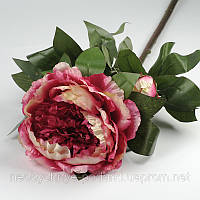 Півонія пурпурний із кремовими іскрами